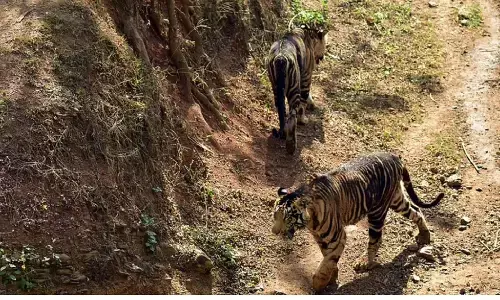 Black Tigers In Odisha: ओडिशा के जंगलों में दिखे काले बाघ, हर किसी को नहीं मिलते दर्शन