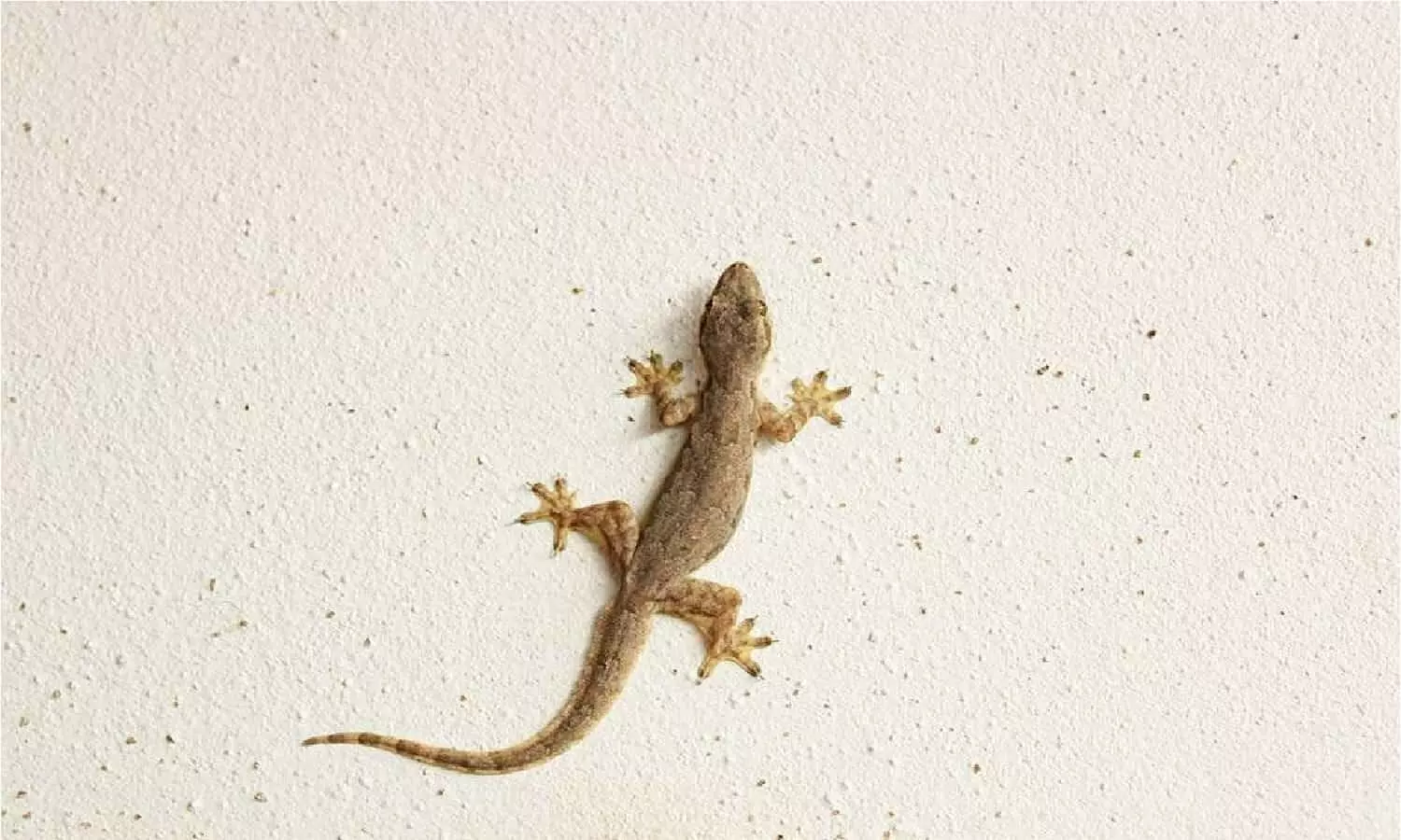 Lizard In Home: जमीन में रेंगते हुए दिख जाए छिपकली तो होने वाला है अनर्थ, खबर पढ़ खड़े हो जाएंगे रोंगटे