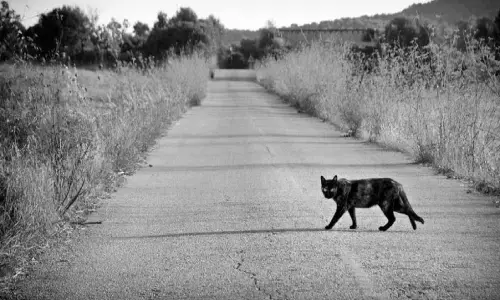 सूर्यग्रहण में खाना मत खाओ, बिल्ली का रास्ता मत काटो, ऐसे अंधविश्वास जिनके पीछे कुछ तो लॉजिक जरूर है