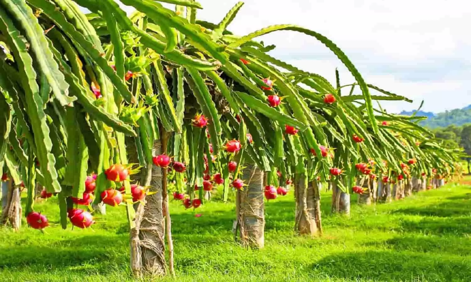 Dragon Fruit Farming: ड्रैगन फ्रूट की खेती कर बनें लखपति, सरकार दे रही है 1,20,000 रूपए प्रति एकड़ | Dragon Fruit Farming: Become a millionaire by cultivating dragon fruit, the government is
