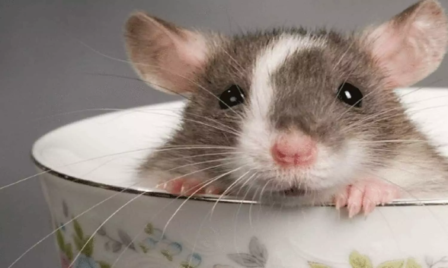 Home Remedies To Get Rid Of Rats