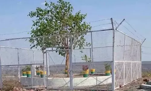 VVIP Bodhi Tree: श्रीलंका के राष्ट्रपति राजपक्षे का एमपी से रहा है कनेक्शन, उनके पेड़ पर करोड़ों खर्च, पुलिस कर्मी देते है पहरा