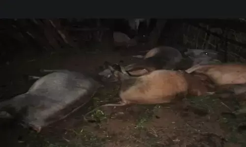 एमपी के सीधी में आकाशीय बिजली की चपेट में आने से 9 मवेशियां की मौत, 1 महिला सहित तीन अन्य पशु घायल
