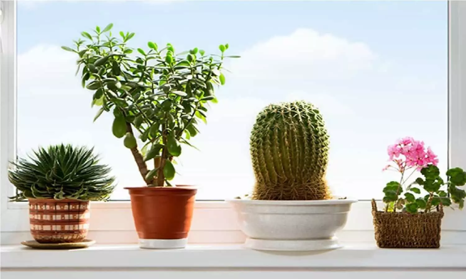 Plant Tips: परिवार की खुशियाँ छीन लेता है ये पौधा, घर में अगर लगाया है तो उखाड़ फेके