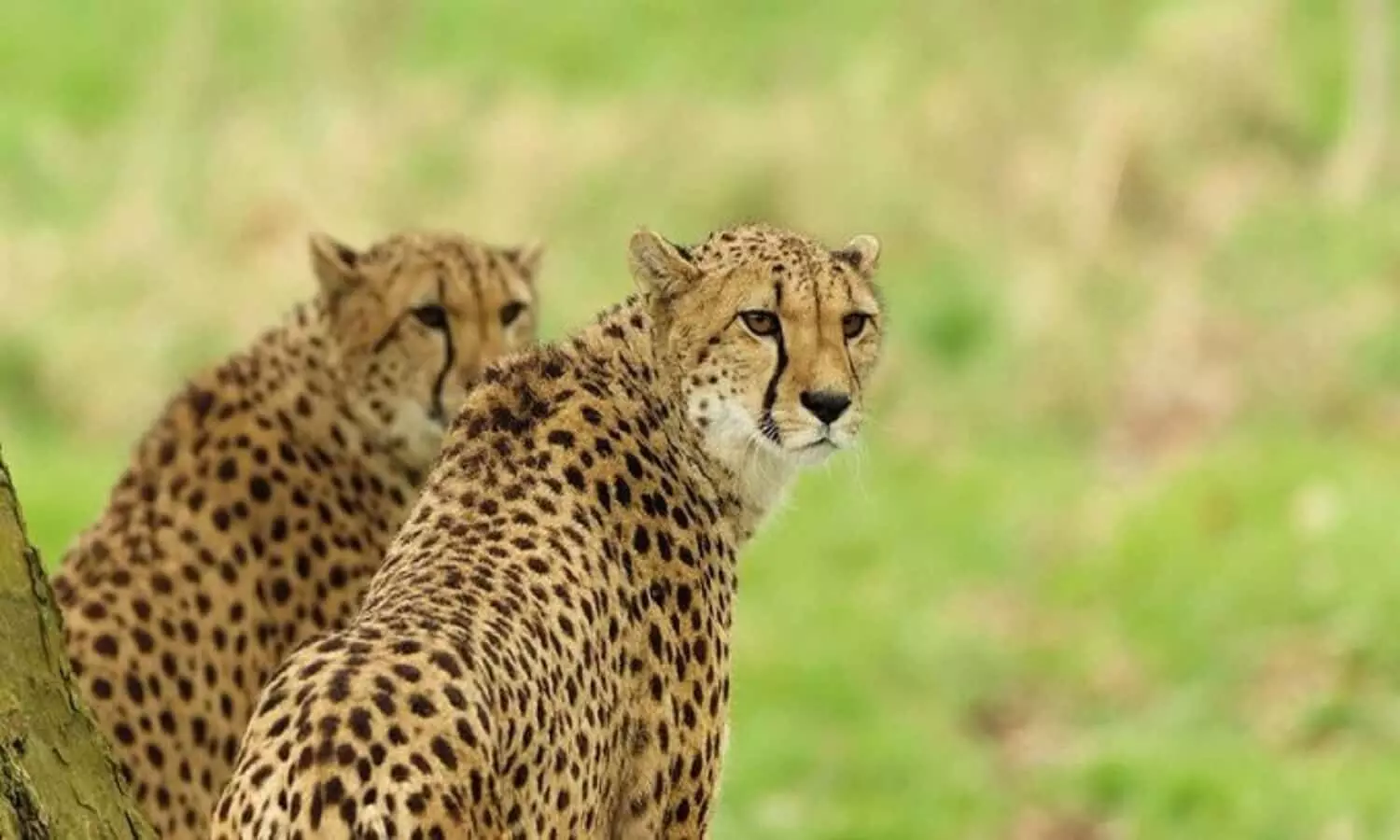 Cheetah In India: पृथ्वी पर सबसे तेज दौड़ने वाला प्राणी 70 वर्ष बाद लौटेगा भारत की सरजमी पर, एमपी के कूनों पार्क मे रखे जायेंगे अफ्रीकी चीते