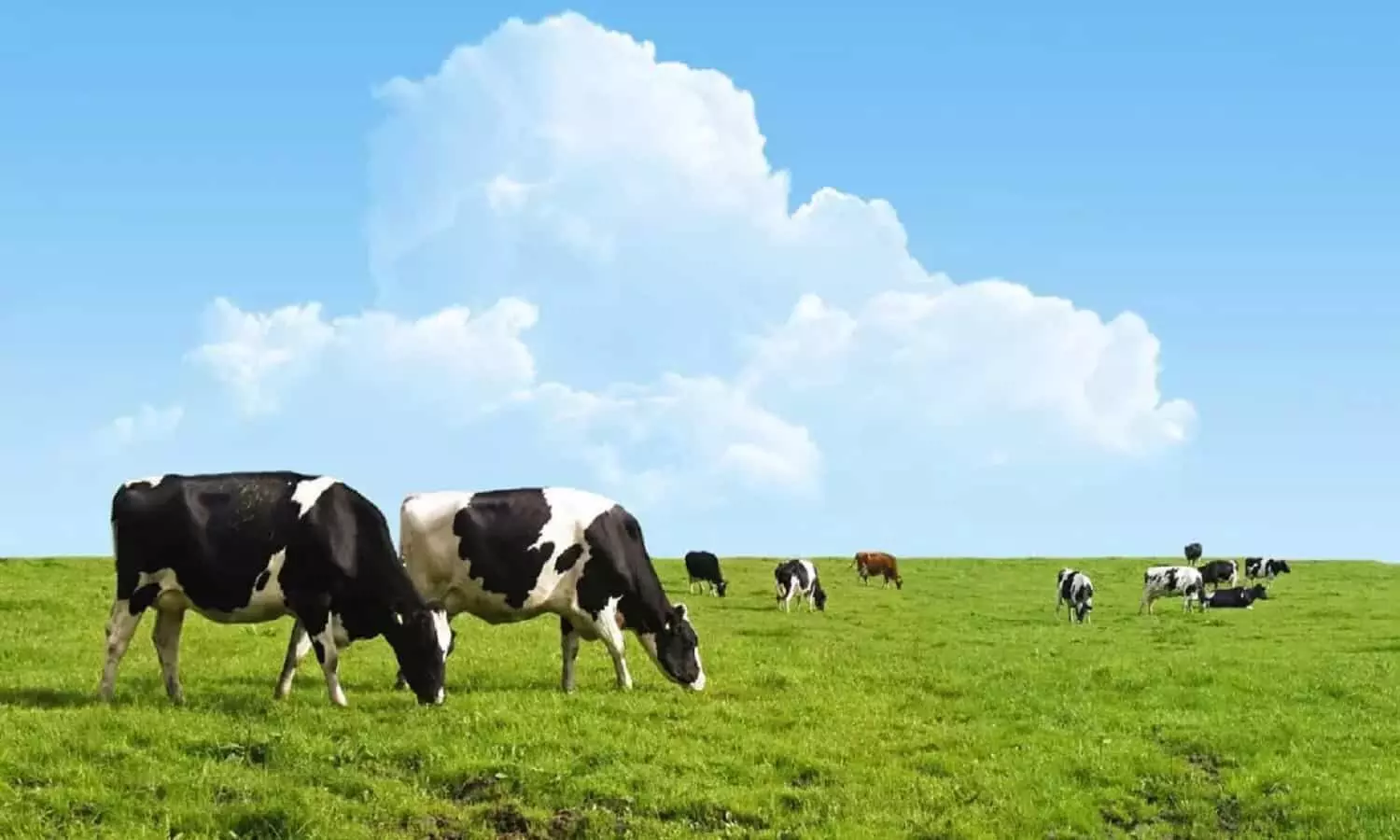 Dairy Farming: अगर दूध नहीं दे रही आपकी गाय या भैंस तो खिला दें यह घास, फिर देखिये कमाल