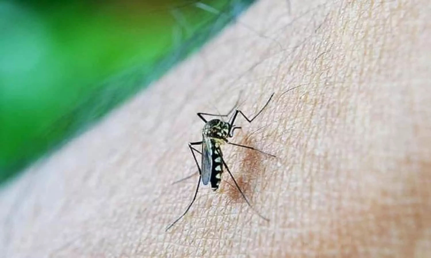 Mosquito Solution: बारिश के  मौसम में मच्छरों से कैसे बचें? इन नुस्खों को आजमाएं