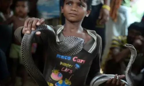 Snake Village: एक ऐसा गांव जहाँ खिलौने की तरह कोबरा से खेलते हैं बच्चे, जितने ज्यादा सांप उतना बड़ा घर का रुतबा Snake Village: एक ऐसा गांव जहाँ खिलौने की तरह कोबरा से खेलते हैं बच्चे, जितने ज्यादा सांप उतना बड़ा घर का रुतबा