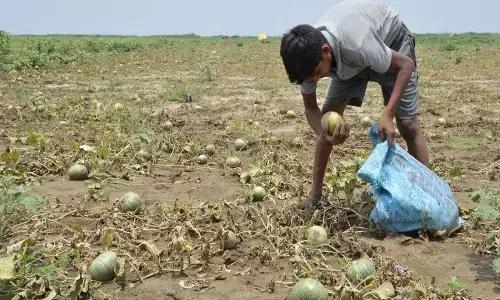 Crop Loss Compensation Crop Loss Compensation