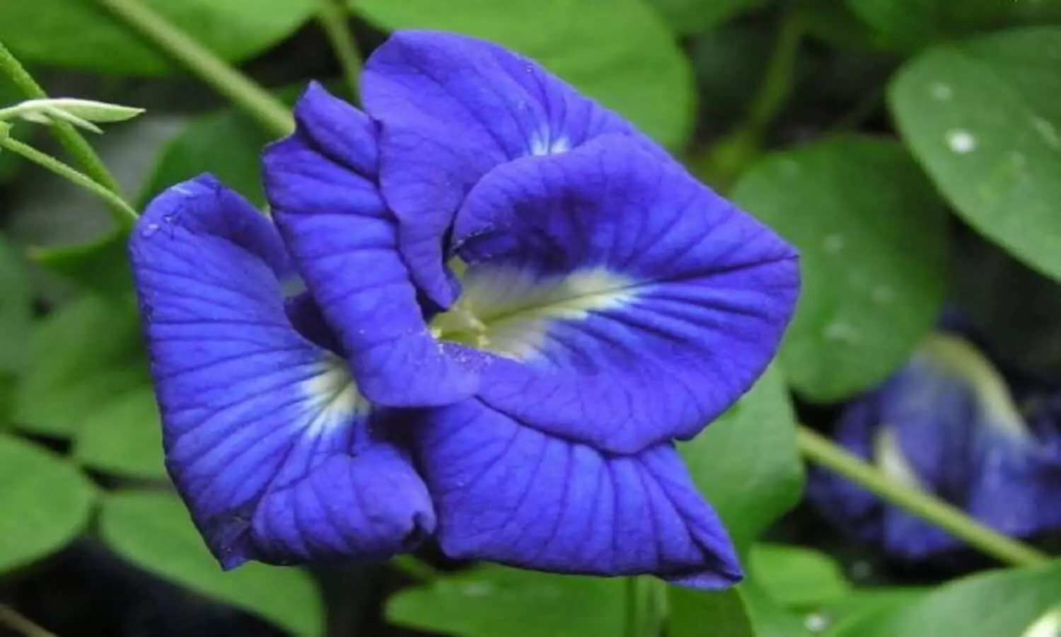 Aparajita Flower Benefits: भाग्य को संवारने की शक्ति होती है अपराजिता के फूलों में, आप भी करें ट्राई