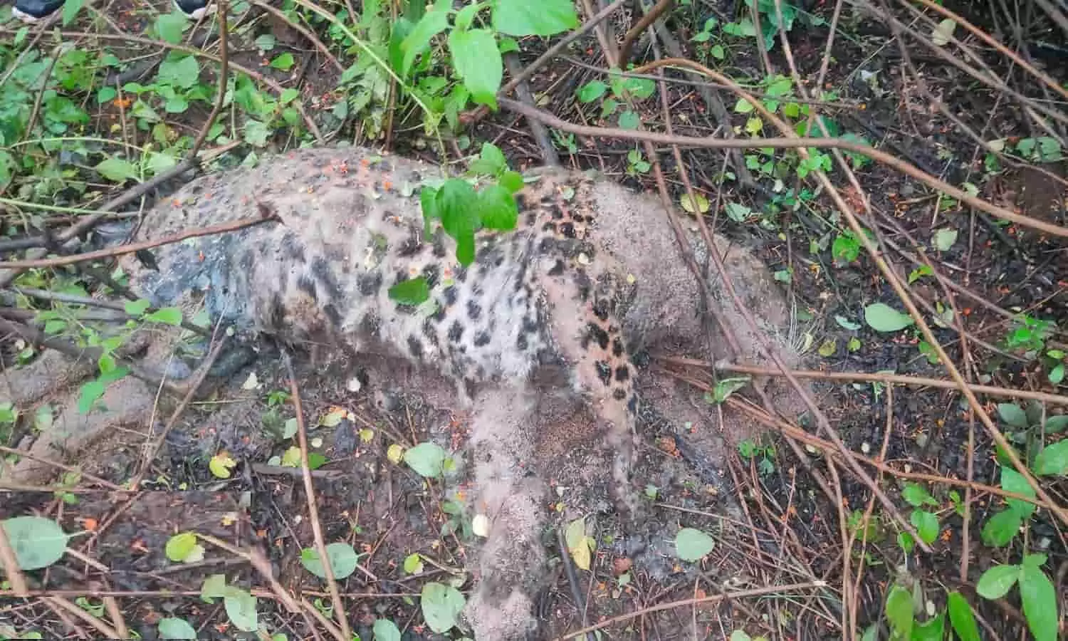 Leopard Hunting: अनूपपुर में तेंदुए का शिकार करने वाले दो आरोपी गिरफ्तार, आधा दर्जन फरार