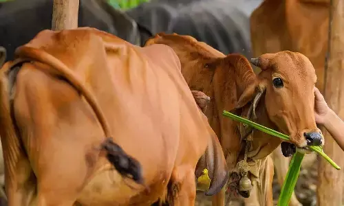 Lumpy Skin Disease: कारगर है लंपी बीमारी में देसी उपचार, सरल तरीके से पशुपालक करें इलाज