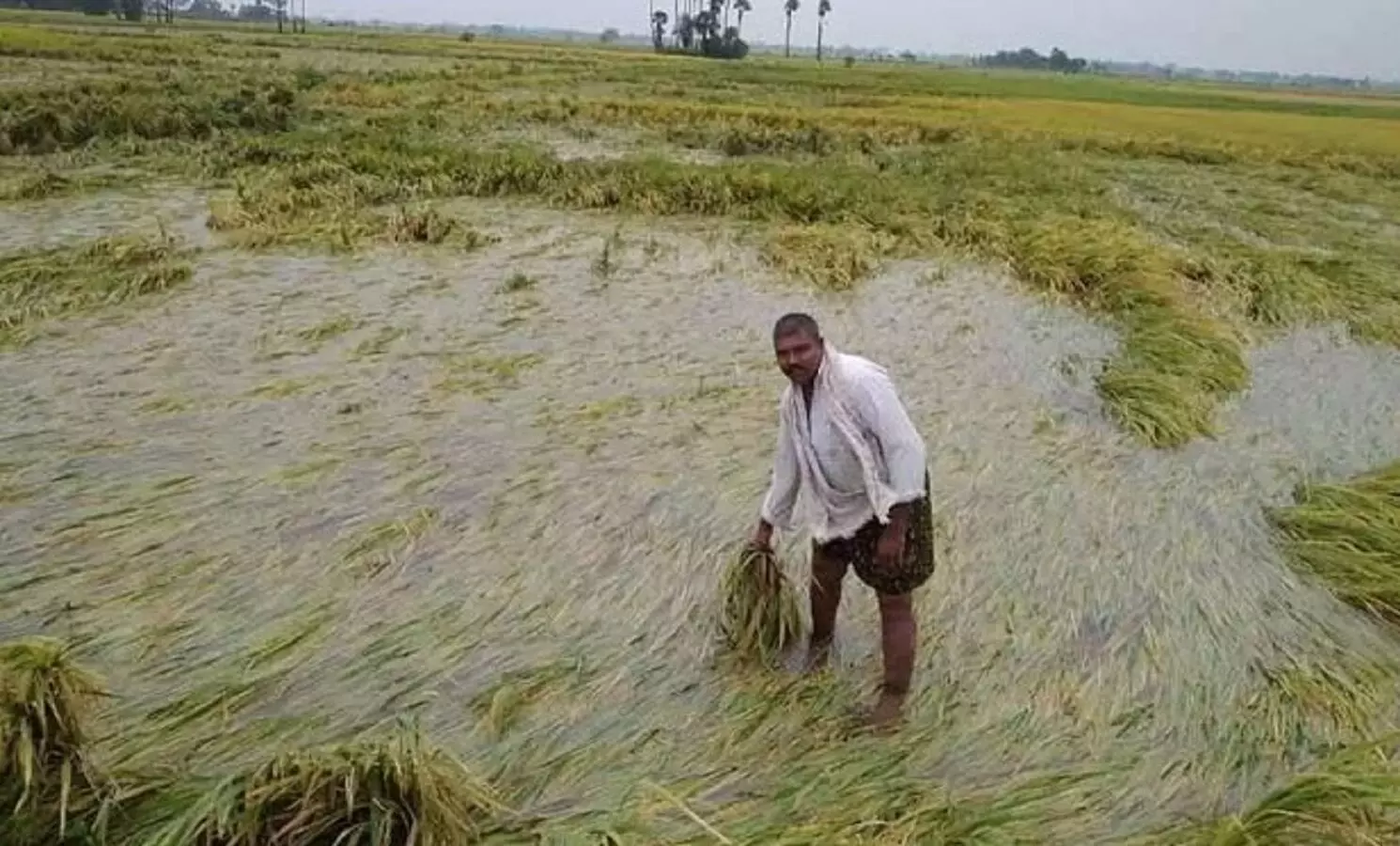 MP Crop Satellite Survey: आफत भारी बारिश में किसानों का भारी नुकसान, सरकार ने कहा सेटेलाइट सर्वे कर की जाएगी भरपाई