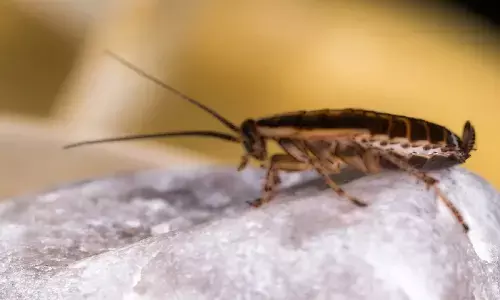 कॉकरोच से हैं परेशान, तो अपनाएं यह घरेलू नुस्खा, पहली फुर्सत में निकलेंगे घर से बाहर