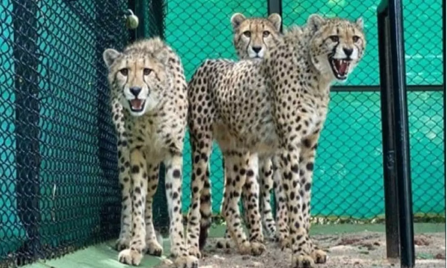 Cheetah In India: अफ्रीका से जिन चीतों को मध्यप्रदेश कूनो नेशनल पार्क में बसाना था उसमे एक पेंच फंस गया