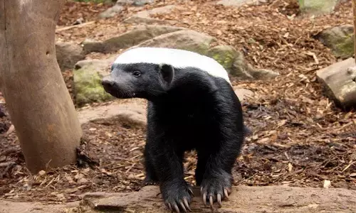 Honey Badger: छत्तीसगढ़ में मिला दुनिया का सबसे निडर प्राणी, छोटा होने के बावजूद शेर पर कर देता है हमला Honey Badger: छत्तीसगढ़ में मिला दुनिया का सबसे निडर प्राणी, छोटा होने के बावजूद शेर पर कर देता है हमला