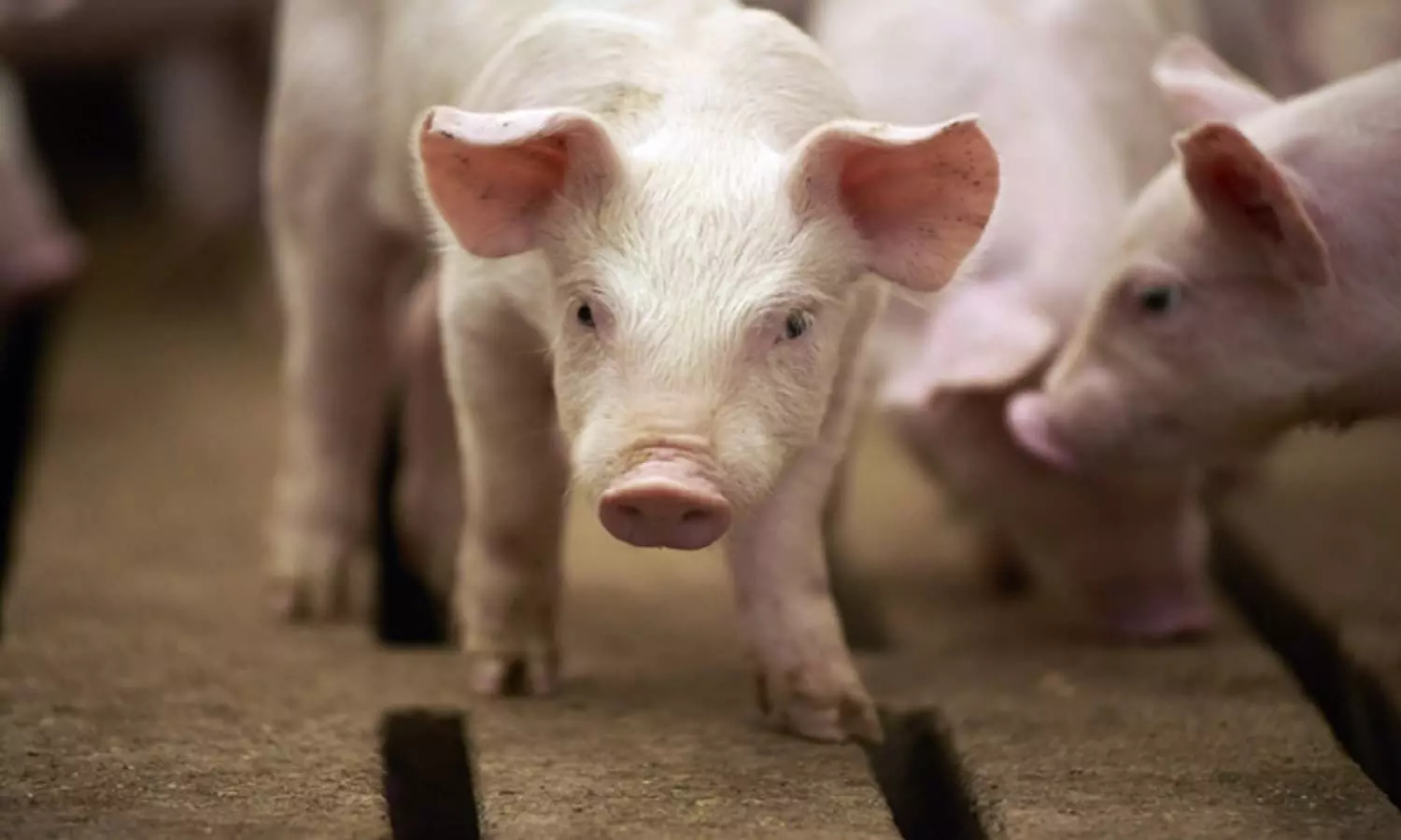African Swine Fever: रीवा में अफ्रीकन स्वाइन फीवर से 12 दिन में 1813 सुअरों की गई जान
