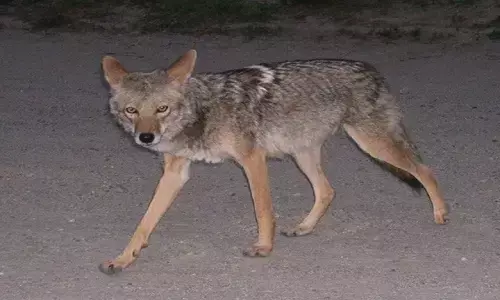 रीवा में पढ़ाई करने जा रहे थे भाई-बहन, सियार ने हमला कर काट खाया