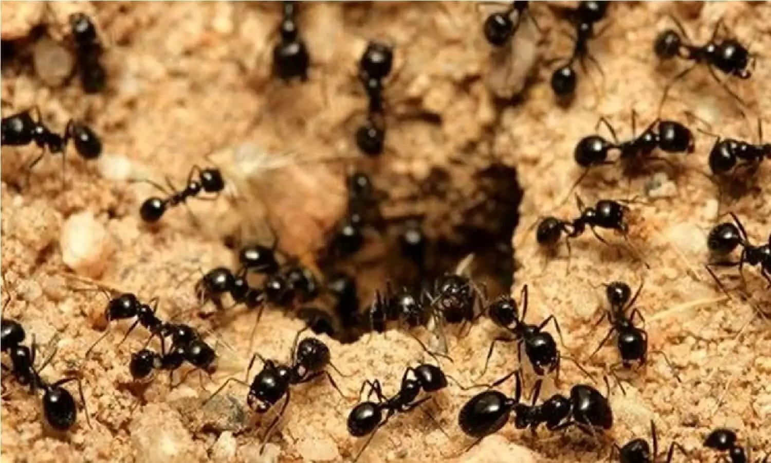 Ants In The House: घर में दिखे ऐसी चीटियां तो समझ ले जिंदगी में होने वाला है कुछ ऐसा..