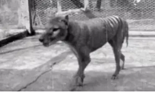 Tasmanian Tiger Resurrection: 100 साल पहले विलुप्त हो चुके तस्मानियाई बाघ को ज़िंदा करेंगे वैज्ञानिक