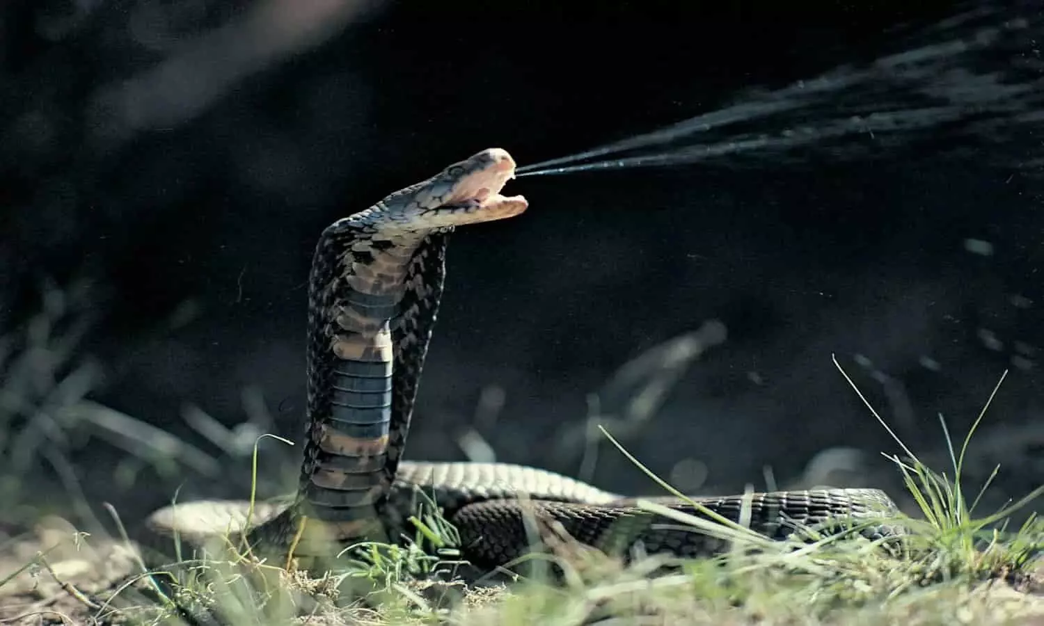 Deadliest Snakes In The World: ये हैं दुनिया के 5 सबसे जहरीले सांप, 2 मीटर दूर से फेंकता है जहर, डस ले तो बचना मुश्किल