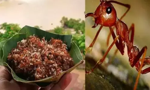 Red Ant Chutney: ओडिशा के लोगों को पसंद है लाल चींटी की चटनी! GI Tag की मांग कर रहे Red Ant Chutney: ओडिशा के लोगों को पसंद है लाल चींटी की चटनी! GI Tag की मांग कर रहे