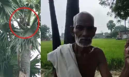 Funny News: पत्नी के डर से 100 फीट ऊंचे पेड़ पर 1 माह से चढ़ा है एक शख्स, क्या है पूरा कारण