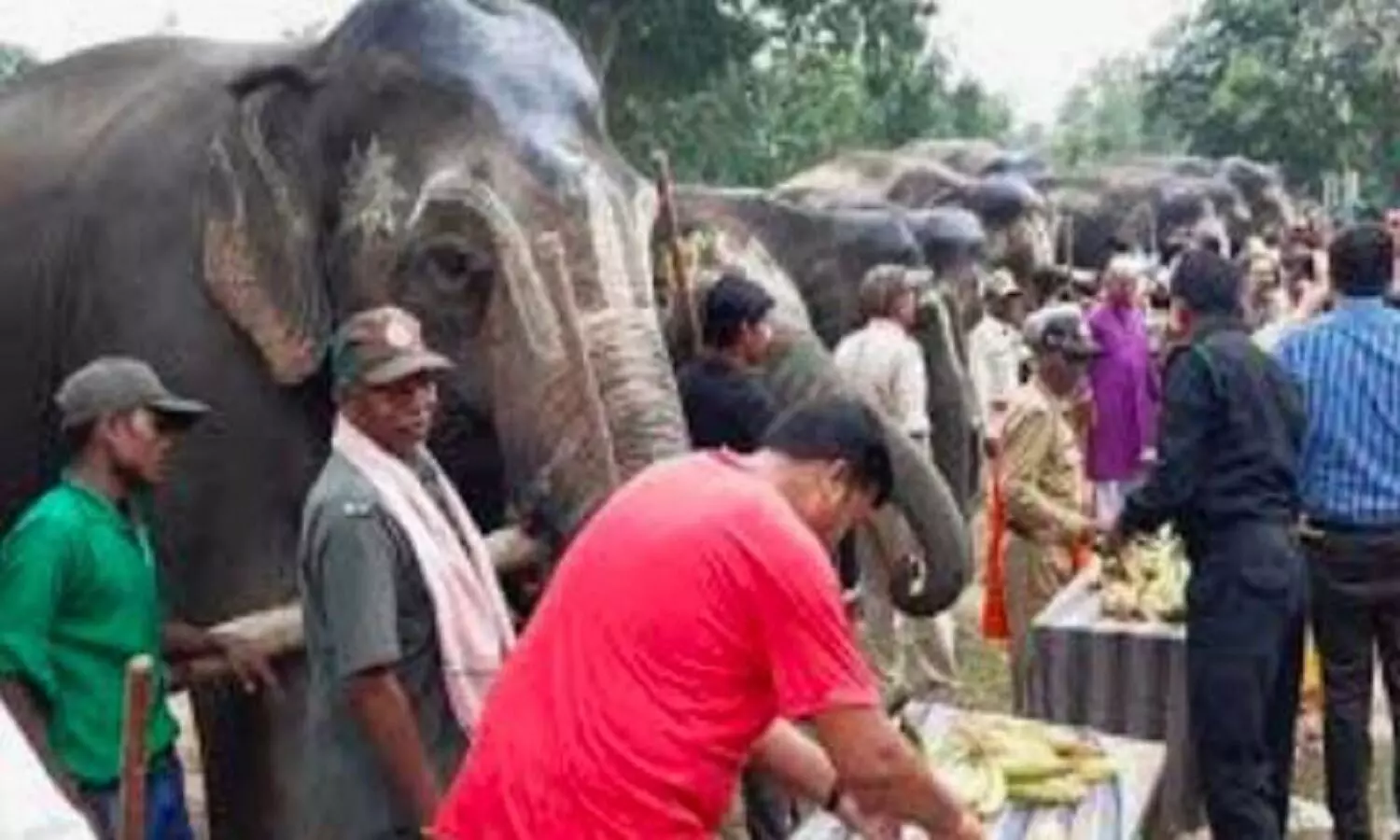 Haathi Mahotsav: वन्य जीवों को हर परिस्थिति से बचाने मे हैं माहिर, हाथी महोत्सव में दिखी हाथियों की खूबियां