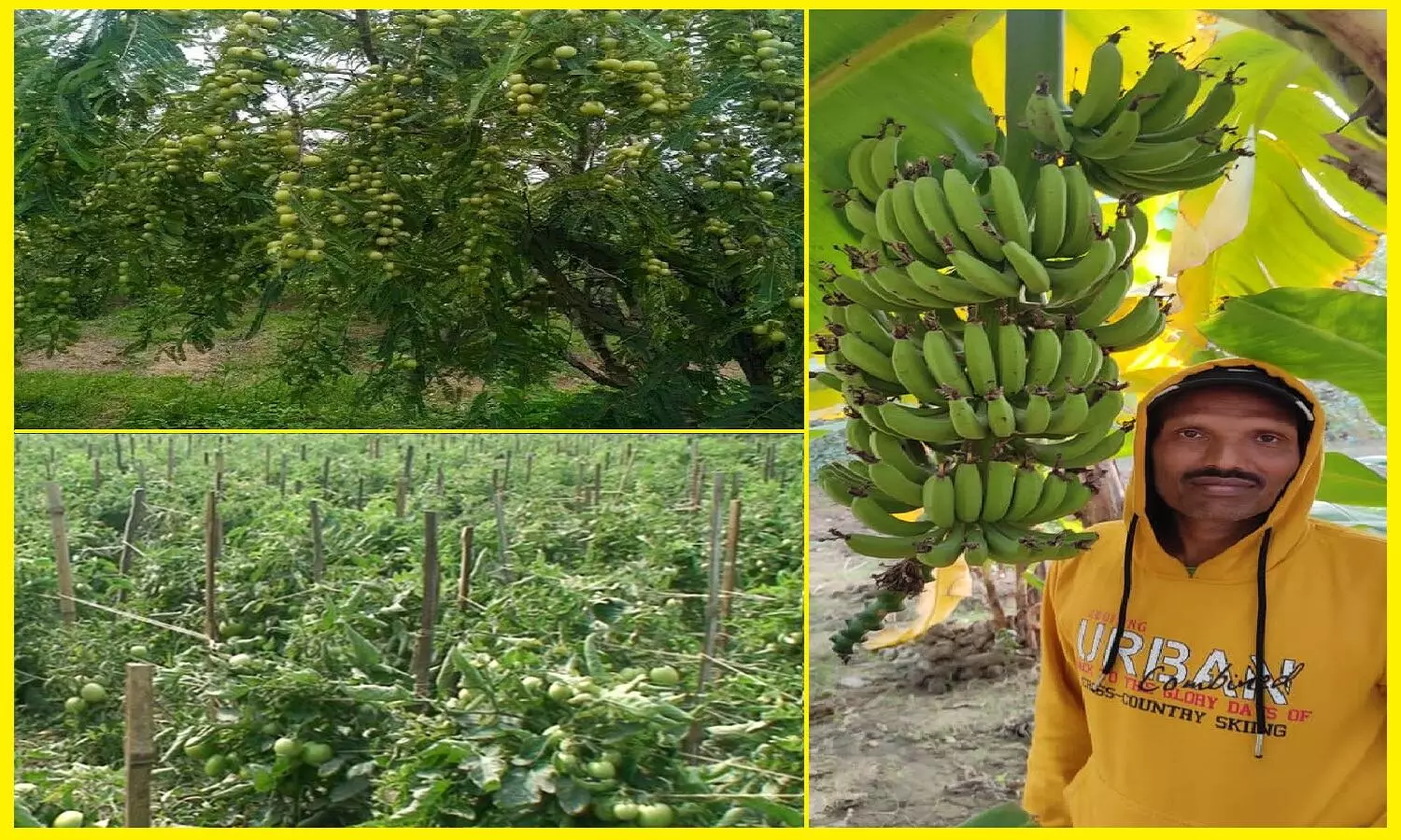 REWA: टमाटर की खेती ने बदली किस्मत, एक साल में 7 लाख की आमदनी REWA: टमाटर की खेती ने बदली किस्मत, एक साल में 7 लाख की आमदनी