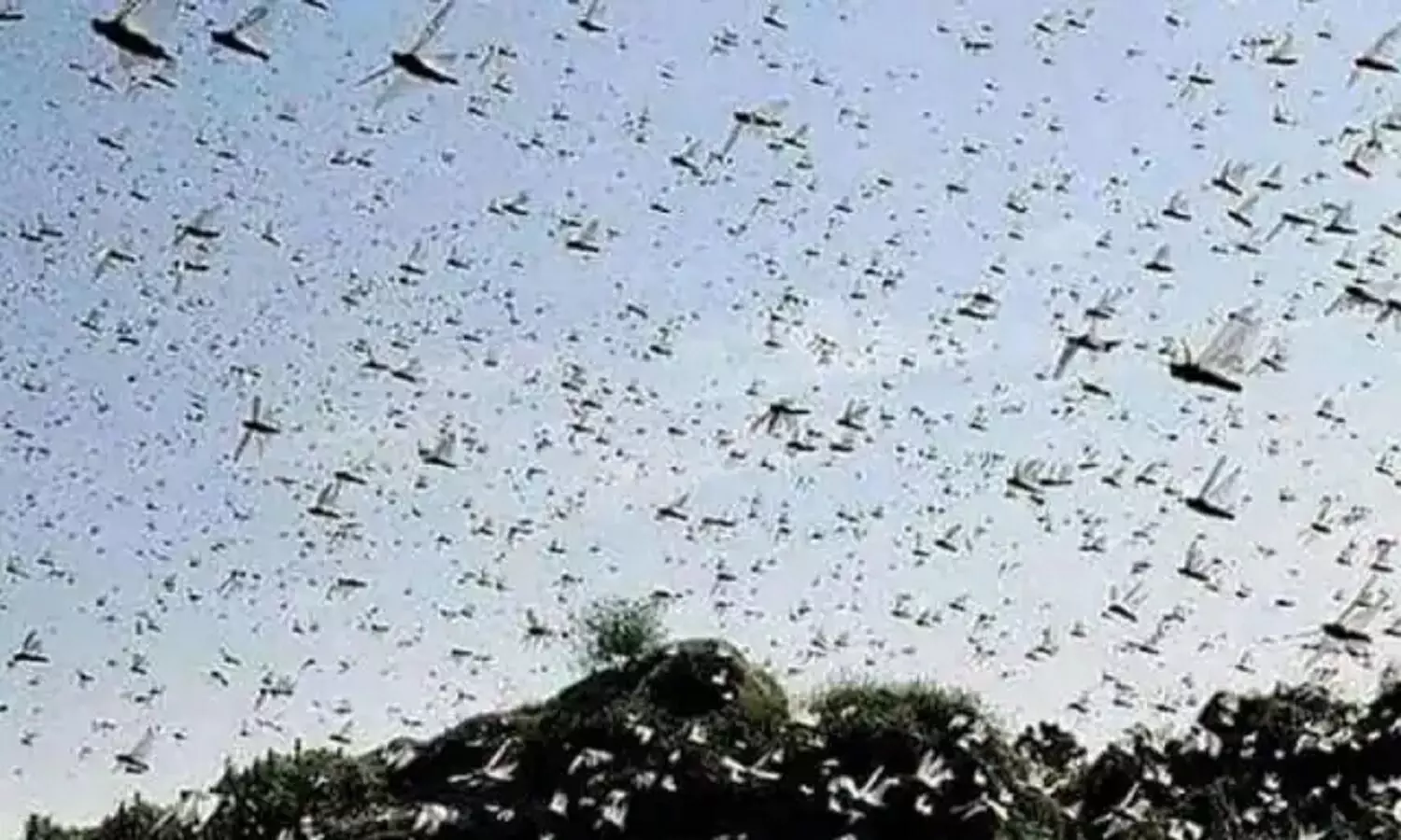 Locust Attack: चंद घंटों में बड़े-बड़े पेड़ों की पत्तियां हो जाती हैं गायब, किसानों ने कहा अब फसलें कैसे बचेंगी