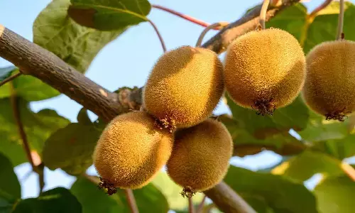 Kiwi Ki Kheti : किसान करें इस फल की खेती, सेब बागान से कई गुना ज्यादा होती है कमाई Kiwi Ki Kheti : किसान करें इस फल की खेती, सेब बागान से कई गुना ज्यादा होती है कमाई