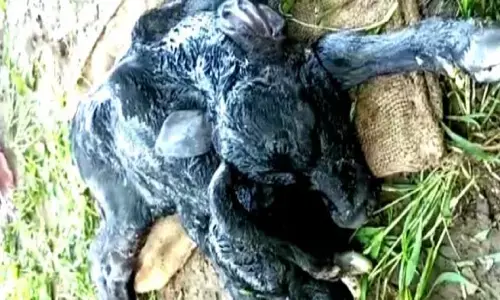 रीवा में भैंस ने अनोखे मादा बच्चे को दिया जन्म, 7 आंखे, 5 पैर और 2 मुंह की है पड़िया, लोगों ने बताया कुदरती करिश्मा रीवा में भैंस ने अनोखे मादा बच्चे को दिया जन्म, 7 आंखे, 5 पैर और 2 मुंह की है पड़िया, लोगों ने बताया कुदरती करिश्मा