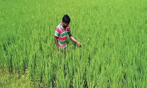 Dwarfism in Paddy Crop:  किसान हो जाएं सावधान, धान की फसल में लगा बौनेपन का रोग, 50 करोड़ से अधिक की फसल प्रभावित