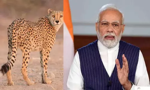 MP Cheetah Project: 8 अफ्रीकन चीता के साथ 17 को मध्य प्रदेश आएंगे मोदी, तैयारियां जोरों पर