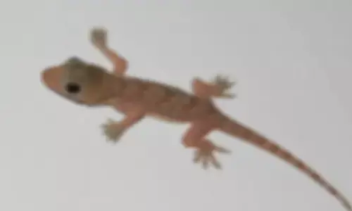 Chipkali Ke Sanket: दीवार पर अलग-अलग मुद्राओं में दिखने वाली छिपकली देती है कई संकेत, कई बार भाग्योदय तो कई बार संकट