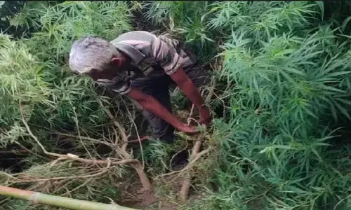 REWA: खेत में उगा रखे थे 7 फ़ीट के गांजा के पेड़, पुलिस ने आरोपी को किया गिरफ्तार