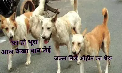 रीवा की जनता को स्ट्रीट डॉग्स की टेंशन! क्या नए मेयर के पास है कोई सॉल्यूशन?