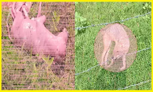 रीवा: गढ़ के भठवा गांव में 5 गोवंशों और एक सियार को करंट लगाकर मार डाला! दो गायों के गर्भ में बछड़े थे