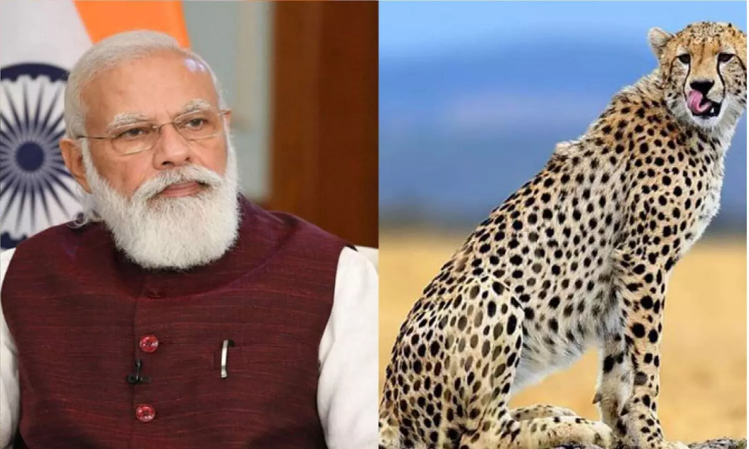 Cheetah State MP: टाइगर के बाद चीता स्टेट बनेगा मध्य प्रदेश, 17 सितम्बर को पीएम अपने बर्थडे पर पिंजरे खोलेंगे