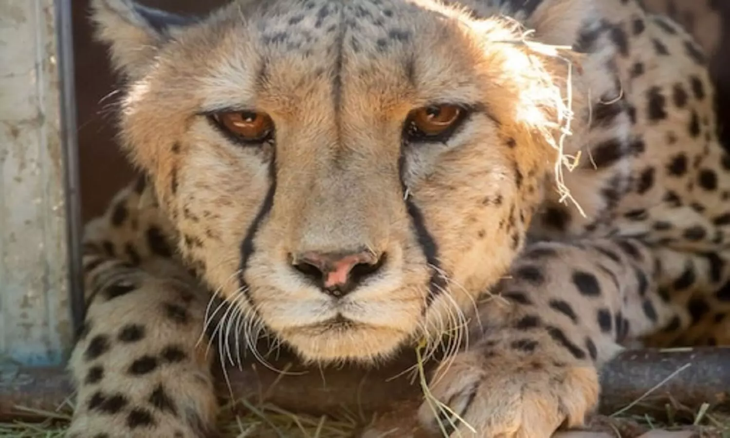 Name of Cheetah: इस नाम से जानी जाएगी कूनो की मादा चीता, प्रधानमंत्री ने किया नामकरण, अन्य के भी रखे जाएंगे नाम