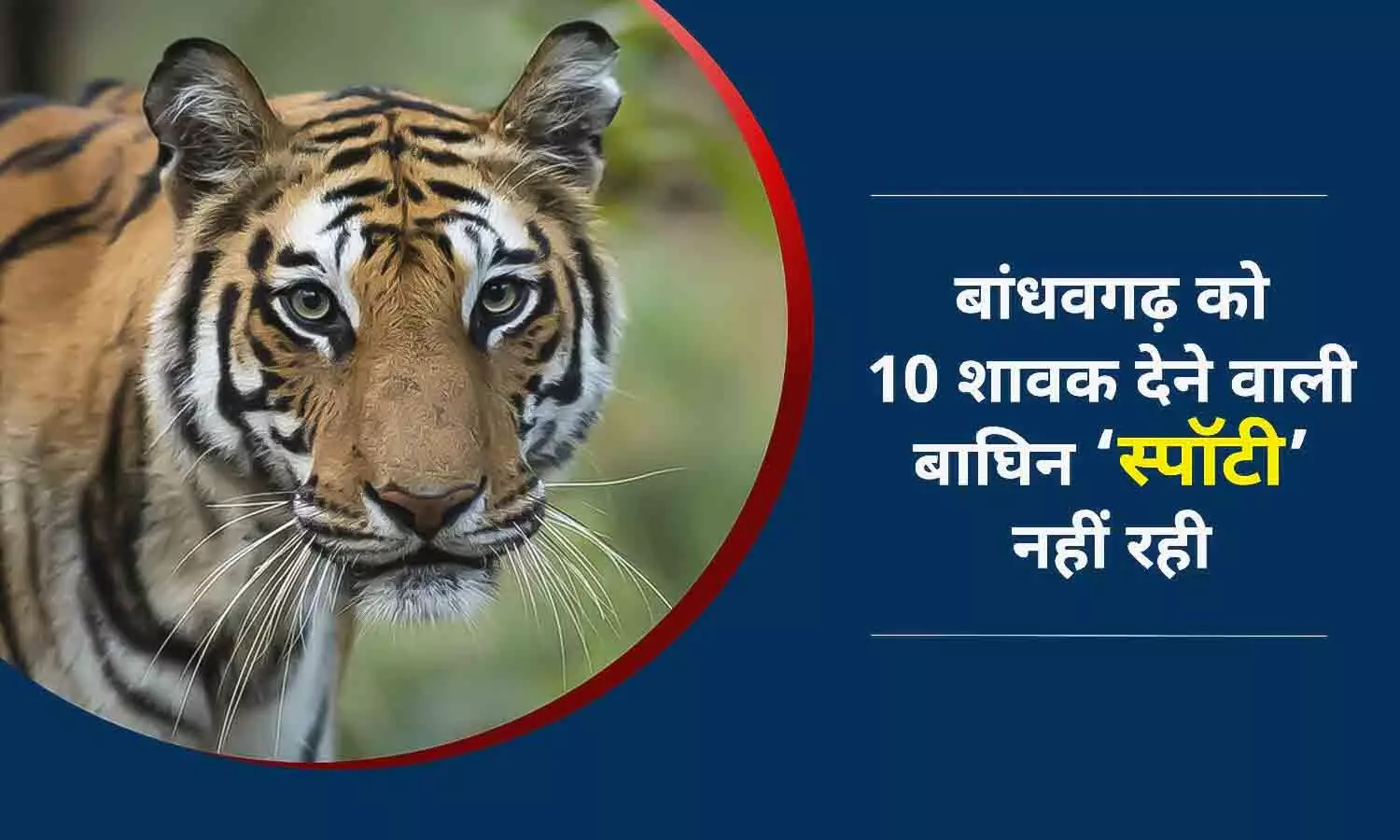 नहीं रही स्पॉटी, 10 शावकों से बांधवगढ़ को गुलजार करने वाली बाघिन का निधन, 9 माह में 7 की जान गई