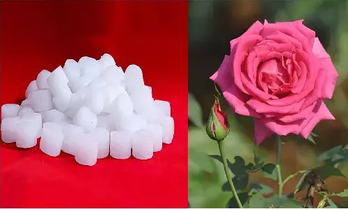 Gulab Aur Kapoor Ka Totka: कपूर और गुलाब का टोटका करते ही घर में होगी पैसो की बारिश