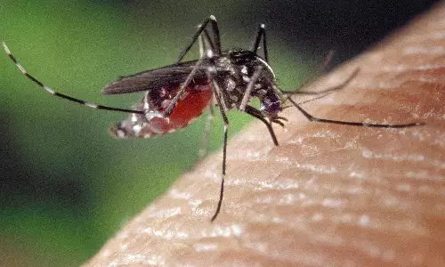 Mosquito Bites: इन कारणों से मच्छर आपको ही चुनते हैं काटने के लिए, जानें Mosquito Bites: इन कारणों से मच्छर आपको ही चुनते हैं काटने के लिए, जानें