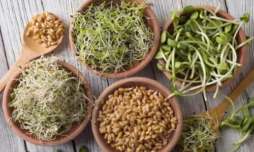 Sprouts Benefits: अनाज के अंकुरित दाने, देते हैं शरीर में भरपूर एनर्जी, एक्टर भी करते हैं इनका सेवन