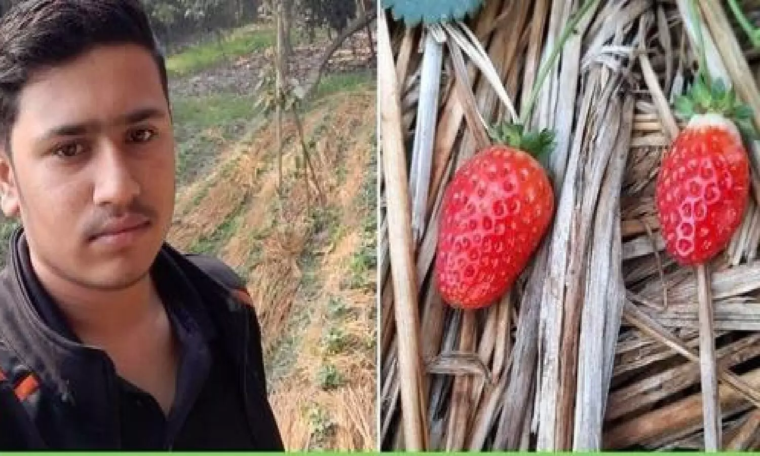 स्ट्रॉबेरी की खेती कैसे होती है: 10वीं के स्टूडेंट ने छोटा सा प्रयोग किया था, आज Strawberry Farming कर लाखों कमा रहा