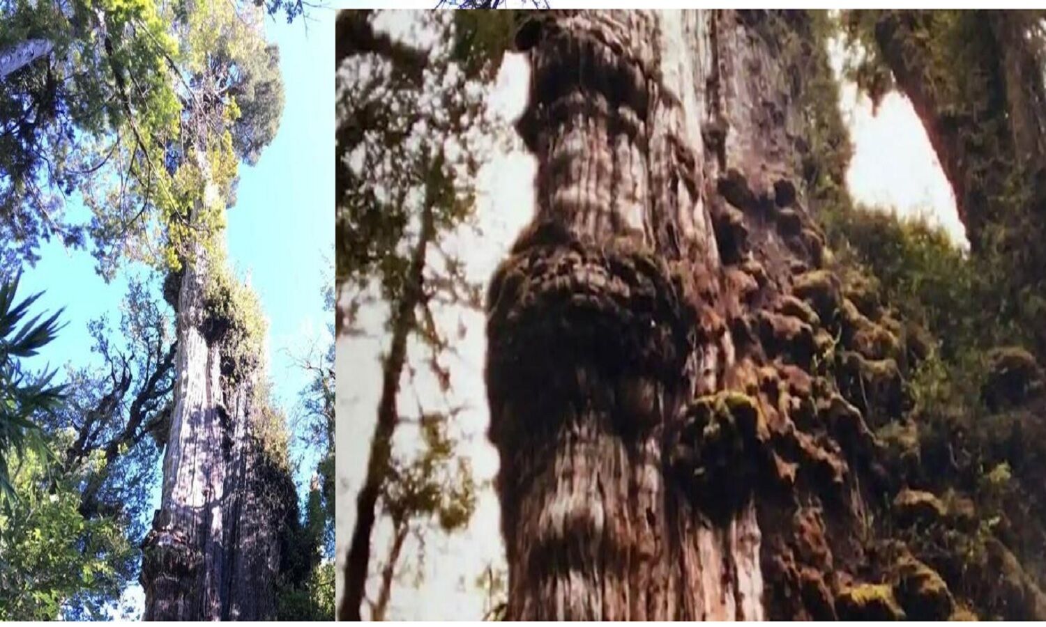 World's Oldest Tree दुनिया का सबसे पुराना पेड़ 'Gran Abuelo' जो 5400