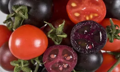 Purple Tomatoes: कभी खाया है बैगनी टमाटर! कैंसर से फाइट करता है, जल्द ही मार्केट में मिलने लगेगा