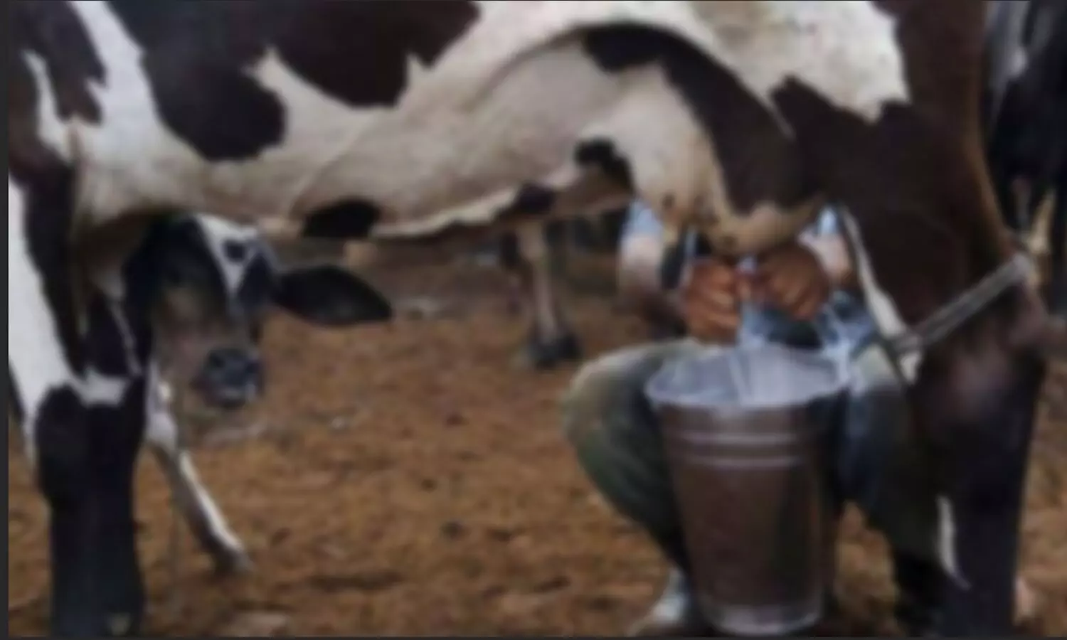 Lumpy Infected Milk: क्या लंपी वायरस से ग्रसित जानवर का दूध पीना सुरक्षित है या नहीं, आइए जानें