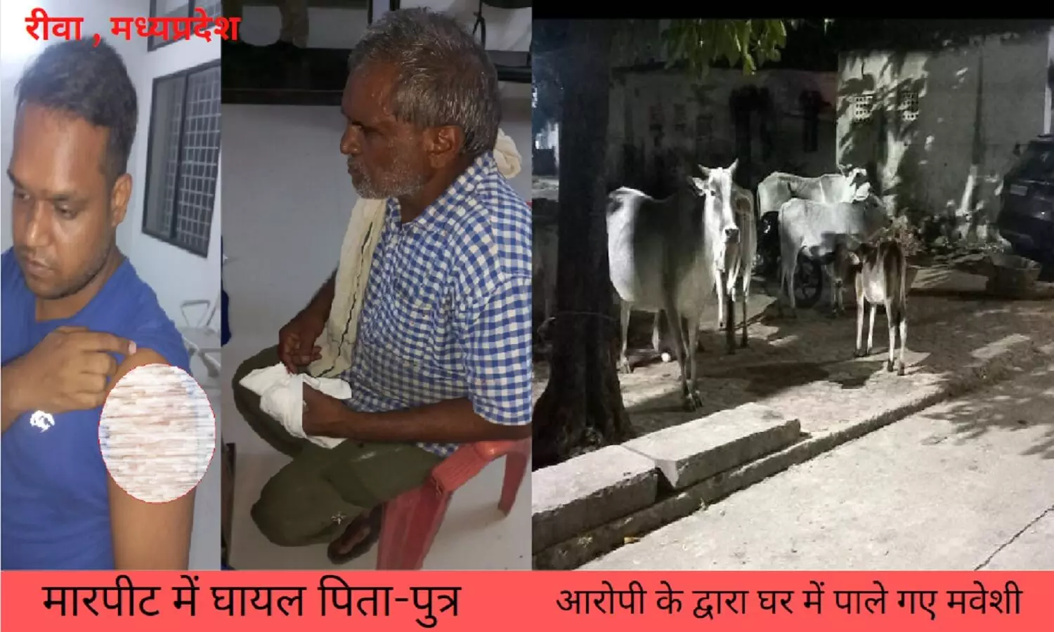 रीवा मवेशी के कारण गन्दी हो रही थी कालोनी, विरोध करने पर पिता-पुत्र की पिटाई
