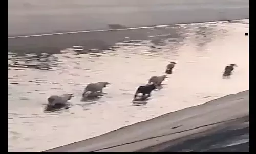 रीवा: ग्रामीणों ने बकिया-बराज में 50 से अधिक गोवंशों को गिराया, प्रशासन ने रात भर रेस्क्यू कर निकाला रीवा: ग्रामीणों ने बकिया-बराज में 50 से अधिक गोवंशों को गिराया, प्रशासन ने रात भर रेस्क्यू कर निकाला